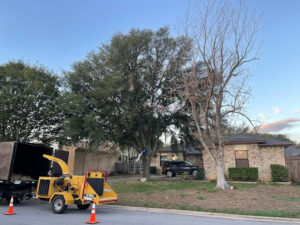 tree lopping services
