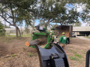 tree lopping