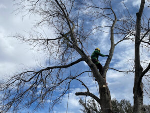 Tree Felling