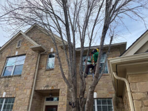 residential Tree trimming