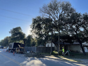 commercial tree cutting