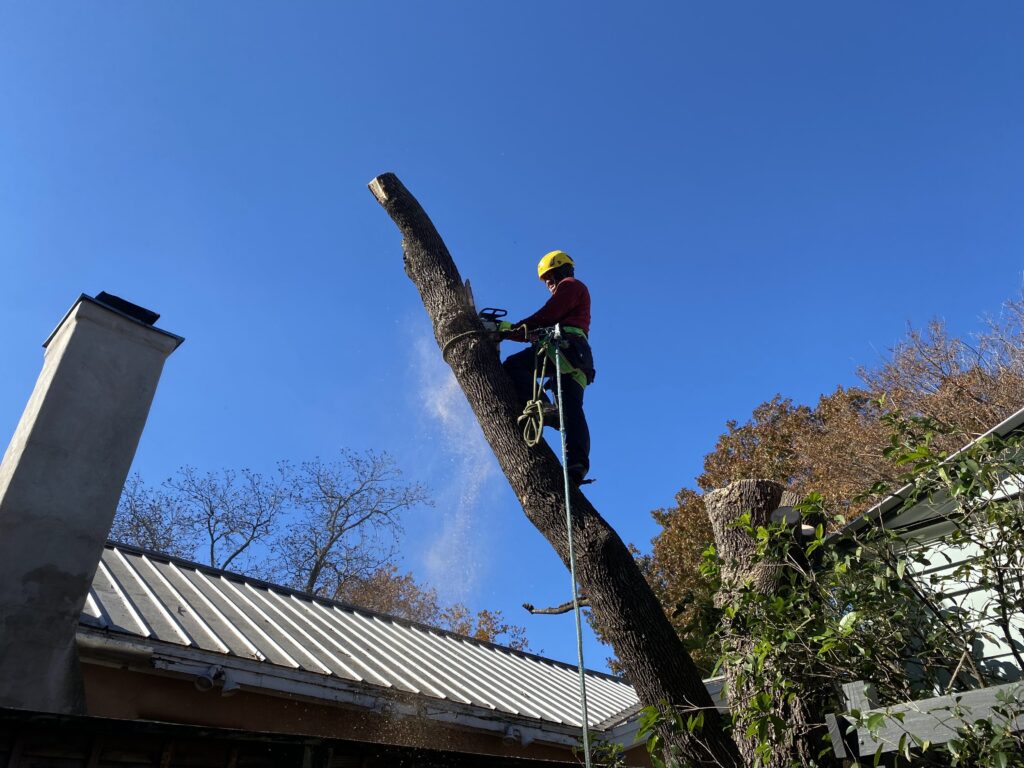 Tree Trimming