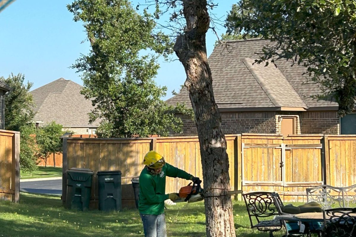 Tree Removal (1)