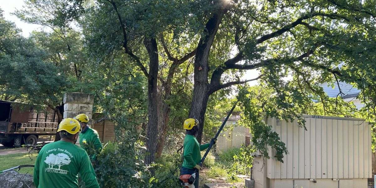 Tree Trimming Picture